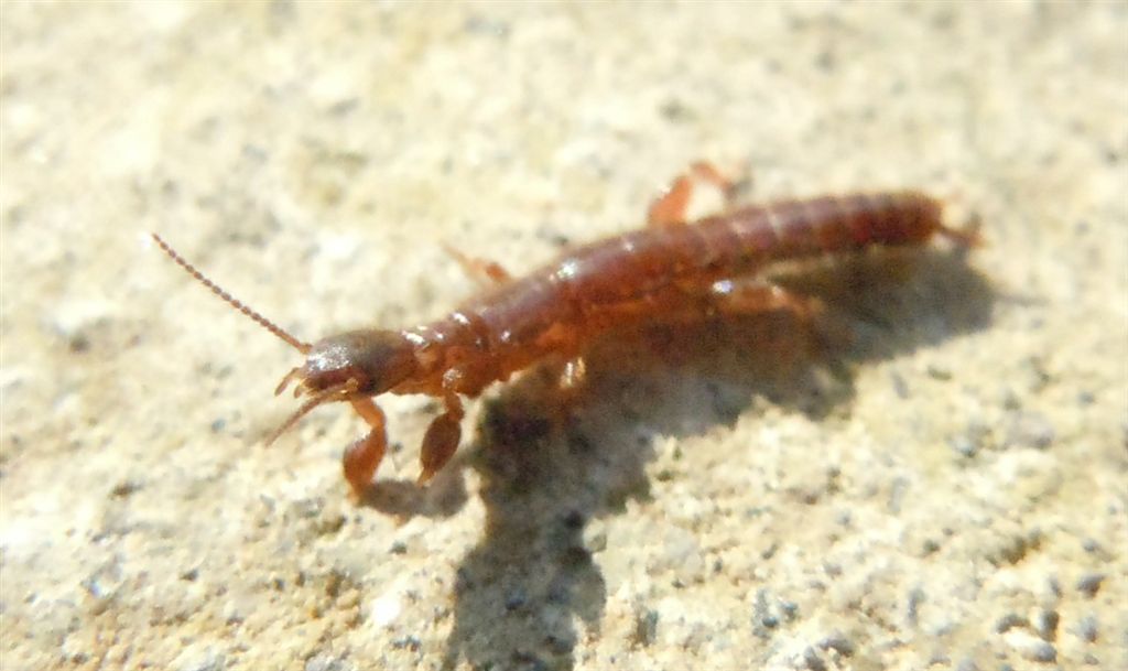Haploembia solieri?